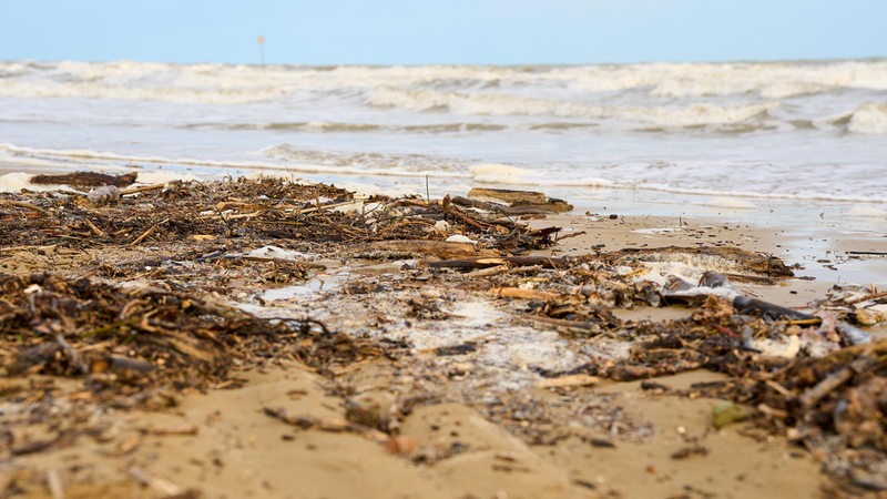 Treiholz, Algen und Plastik liegen an einem Strand