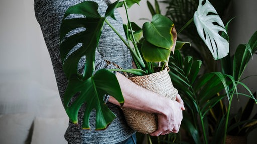 Ein junger Mann hält eine Monstera-Pflanze in der Hand. 