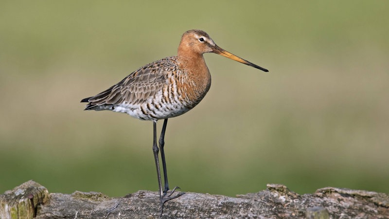 Uferschnepfe, Wiesenvogel auf einem Holzstamm einer Wiese