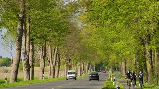 Baumallee im Frühling