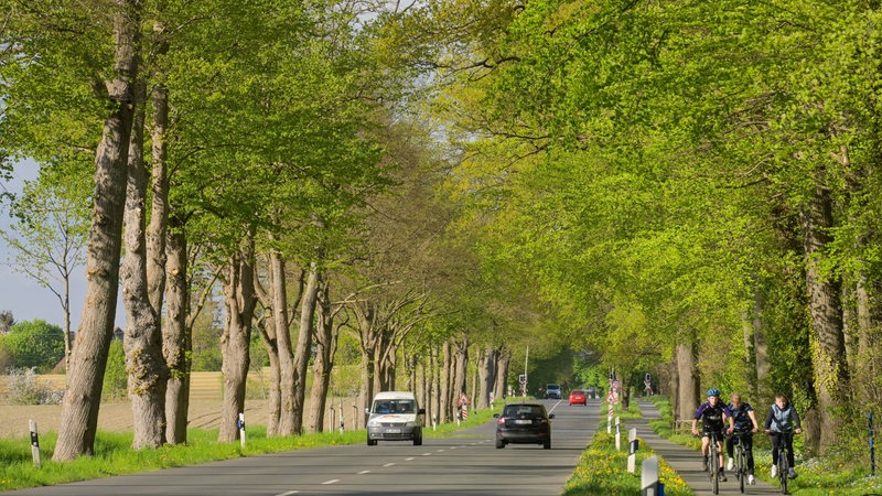 Baumallee im Frühling