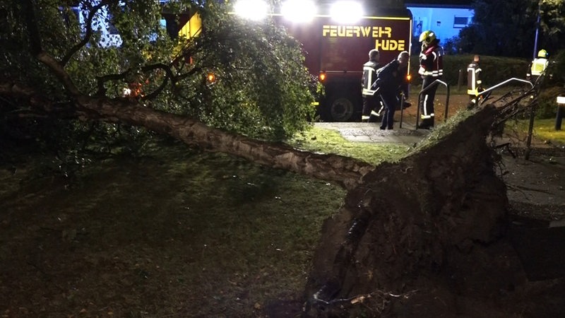 Ein entwurzelter Baum liegt auf einer Grünfläche. Im Hintergrund steht ein Feuerwehrauto.