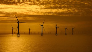 Zahlreiche Windräder stehen auf einer Offshore-Anlage im Meer.