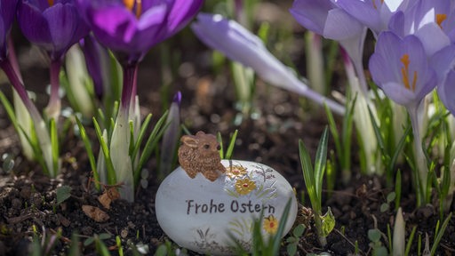 Blühende Krokusse, im Vordergrund  liegt ein Stein mit der Aufschrift "Frohe Ostern"