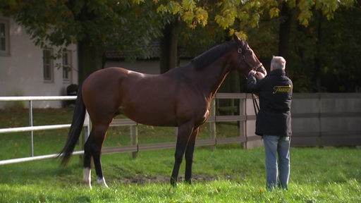 Der Gestütsmeister Stefan Ullrich mit seinem Zuchtpferd auf der Wiese. 