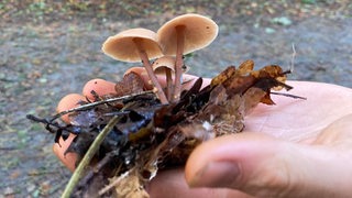 In der offenen Hand liegen zwei Pilze und etwas Laub - im Hintergrund ist ein Wald zu sehen