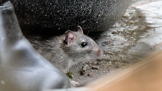 Eine Ratte sitzt in einem Garten in einer Stadt