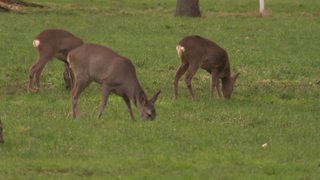 Ein paar Rehe auf einer Wiese.