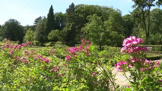 Einige Rosen im Vordergrund, dahinter ein Weg und einige, alleinstehende Bäume