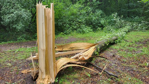 Ein abgebrochener Baumstamm im Bürgerpark