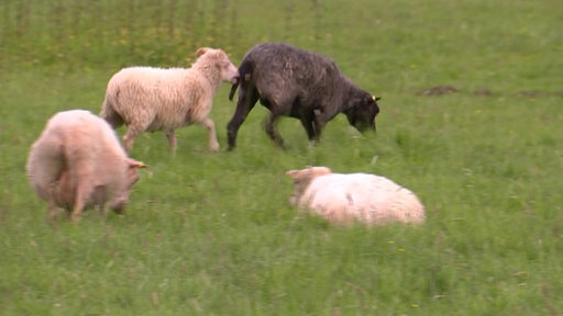 Schafe auf einer Wiese.