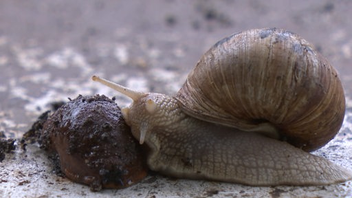 Zwei Schnecken.