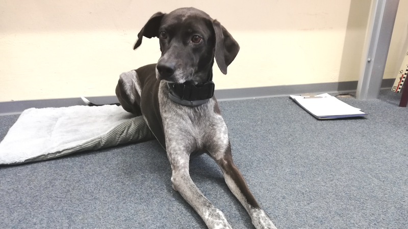 Ein schwarz-grauer Hund liegt vor einer Wand auf einer Decke auf einem grauen Teppichboden.