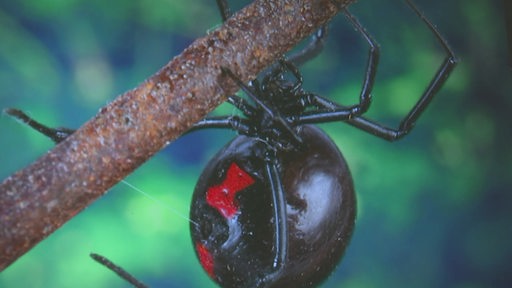 Eine schwarze Witwe hängt an einem Ast. 