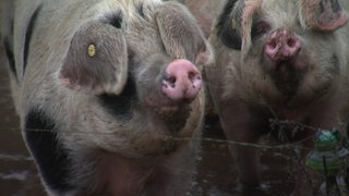 Zu sehen sind zwei Schweine in einem Gehege.