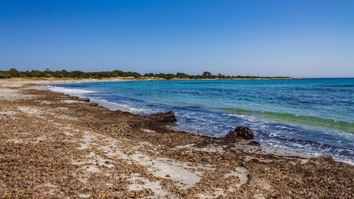 Abgestorbenes Seegras und daraus entstandene Meerbälle liegen an einem Strand vor blauem Meer.