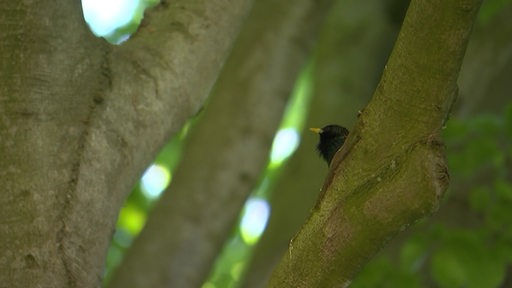 Eine singende Amsel sitzt auf einem Ast auf einem Baum im Bremer Bürgerpark