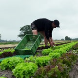 Zwei Männer ernten Salat von einem Feld.