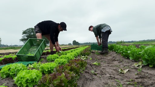 Zwei Männer ernten Salat von einem Feld.