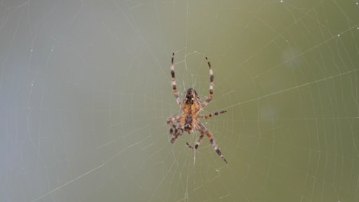 Eine Spinne hängt in ihrem Spinnennetz.