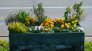 Ein Blumenbeet steht neben einer Straße