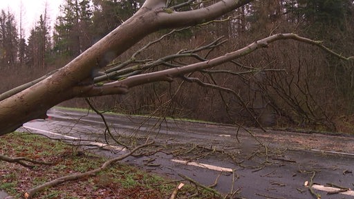 Zu sehen ist ein Baum, welcher vom Sturm umgeknickt ist.