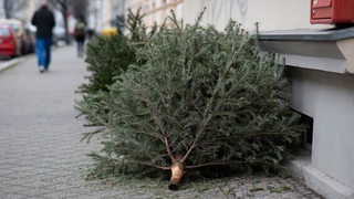 Weihnachtsbäumen liegen auf einem Gehwerg zur Entsorgung bereit. In Magdeburg werden Weihnachtsbäume vom städtischen Abfallwirtschaftsbetrieb bei der regulären Entsorgung der Biotonne mitgenommen. 