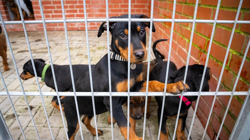 Hunde hinter Gittern im Bremer Tierheim. 