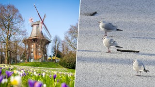 Montage: Krokusse und Narzissen blühen vor der Mühle am Wall (li)/Möwen auf einer Eisfläche