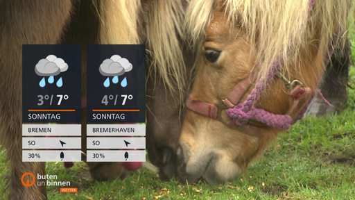 Links sind die Wetterkacheln und rechts daneben ist ein grasendes Pony zu sehen.