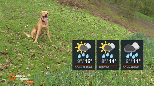 Der Hund Coba sitzt auf dem Rasen, rechts die Wettertafeln. 