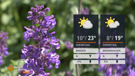 Die Wettertafeln für Dienstag mit einer lilafarbenen Pflanze im Hintergrund. 