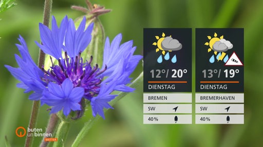 Eine blaue Kornblume vor grünem Hintergrund, rechts im Bild die Wettertafeln.