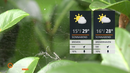 Die Wetterkacheln rechts im Bild und im Hintergrund sind Spinnenweben zwischen Blättern zu sehen.