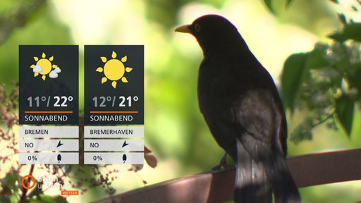 Eine Amsel auf einem Ast, links im Bild die Wettertafeln