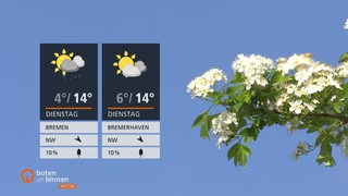 Die Wetterkacheln vor blauem Himmel und einem blühenden Ast, der ins Bild ragt.