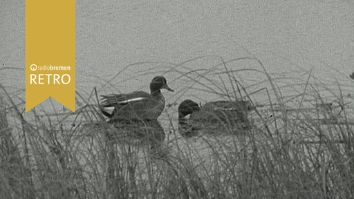 Wildenten im Teich