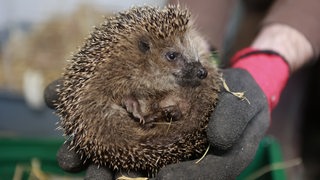 Ein kleiner Igel wird von behandschuhten Händen gehalten.