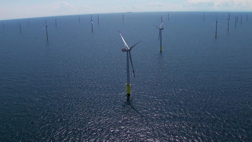 Viele Windräder im Meer.