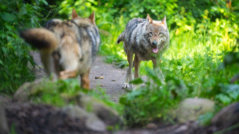 Zwei Wölfe laufen im Wildpark Lüneburger Heide durch ihr Gehege.