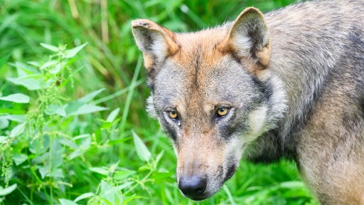 Ein Wolfskopf ist vor grünen Gräsern und Sträuchern zu sehen.