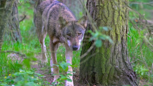 Ein Wolf schleicht zwischen Bäumen